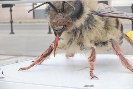 Čebela velikanka potuje po Kamniku (2)